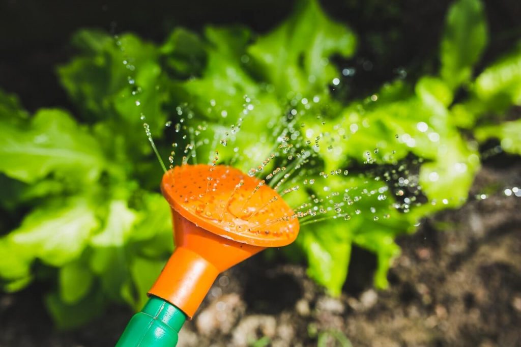 watering plants with a watering can 1024x682.jpg